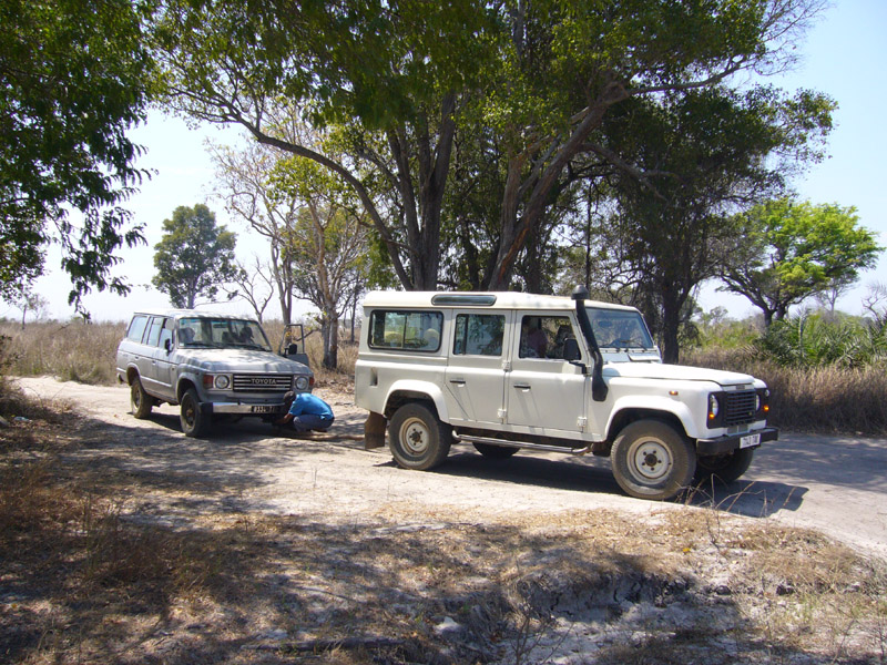 Pandarouge Madagascar 2008